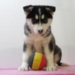 Husky - Belgisch pup te koop, Dieren en Toebehoren, België, Handelaar, CDV (hondenziekte), 8 tot 15 weken