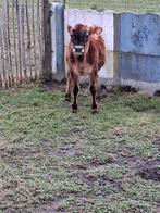 Jersey vaars, Dieren en Toebehoren, Runderen, Vrouwelijk, 0 tot 2 jaar