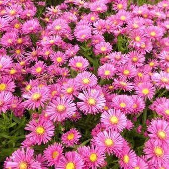 Aster d. JENNY beschikbaar voor biedingen