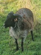 Een pracht schimmel qussant bokje, Dieren en Toebehoren, Schapen, Geiten en Varkens