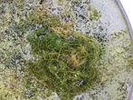 Gratis Zuurstofplanten, Ophalen, Nieuw