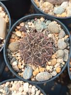 cactus cactussen verschillende soorten, Huis en Inrichting, Ophalen of Verzenden, Minder dan 100 cm, Bloeiende kamerplant, Volle zon