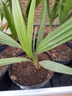 palmboom humilis, Ophalen