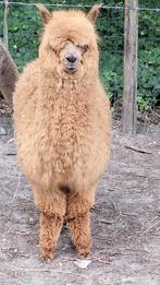 Alpaca hengst, Dieren en Toebehoren, Overige Dieren, Juni, Mannelijk