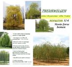 TREURWILGEN SALIX CHRYSOCOMA, HOOGSTAMMEN , 32€/stuk, Tuin en Terras, Ophalen, Lente, Treurboom, 250 tot 400 cm