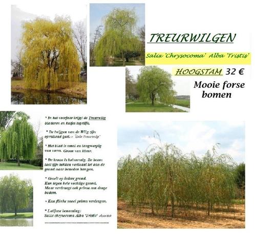 TREURWILGEN SALIX CHRYSOCOMA, HOOGSTAMMEN , 32€/stuk, Tuin en Terras, Planten | Bomen, Treurboom, 250 tot 400 cm, Lente, Ophalen