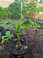 Musa basjoo (Japanse vezelbanaan), Ophalen, Lente, Vaste plant, Volle zon