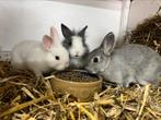 2 super lieve dwergkonijntjes, Dieren en Toebehoren, Konijnen, Vrouwelijk, Dwerg, 0 tot 2 jaar