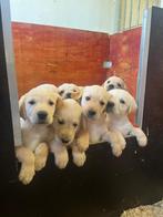 Labradors , Golden Retriever, CDV (hondenziekte), Meerdere, 8 tot 15 weken, Meerdere dieren
