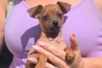 Chiots Pincher, Animaux & Accessoires, Chiens | Bergers & Bouviers, 15 semaines à 1 an, Parvovirose, Éleveur | Professionnel, Plusieurs