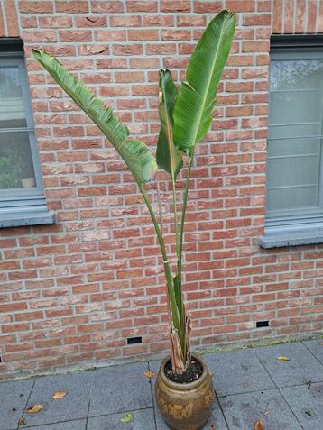 Strelitzia Nikolai  beschikbaar voor biedingen