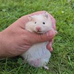 Goudhamster (langharige), Dieren en Toebehoren, Knaagdieren, Juni, Hamster
