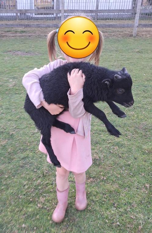 Ouessant lammetjes, Dieren en Toebehoren, Schapen, Geiten en Varkens, Schaap, Mannelijk, 0 tot 2 jaar