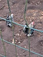 Chabo koppel, Dieren en Toebehoren, Pluimvee