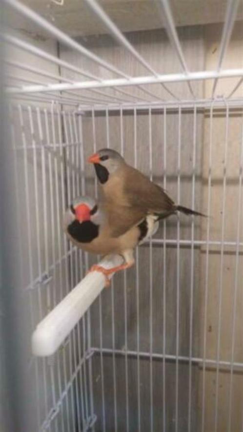 koppels spitsstaart amadines, Dieren en Toebehoren, Vogels | Overige Vogels