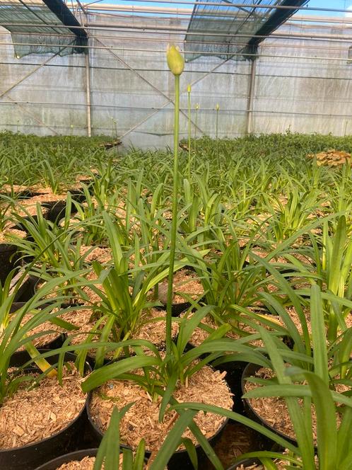 Agapanthus africanus 'Crystal Blue', Vaste plant, Jardin & Terrasse, Plantes | Jardin, Plante fixe, Été, Enlèvement ou Envoi