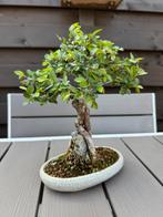 Ulmus Parvifolia bonsai - Shohin, Overige soorten, Lente, Minder dan 100 cm, Ophalen