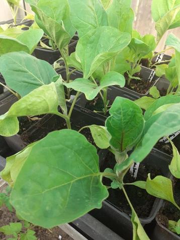watermeloen, charentaismeloen, paprika, tomatenplanten beschikbaar voor biedingen
