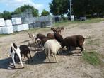 SCHAPEN EN GIETEN