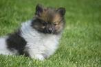 Dwergkees pups spitz,keeshond direct beschikbaar, Dieren en Toebehoren, Honden | Poolhonden, Keeshonden en Oertypen, België, Keeshond