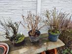 3 mooie startplanten bonsai, Tuin en Terras, Planten | Tuinplanten, Ophalen