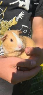 Caviaatje, man, 5 weken, Dieren en Toebehoren, Knaagdieren, Cavia, Mannelijk, Juli, Tam