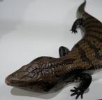 Blauwtongskink (Tiliqua spp.), Hagedis