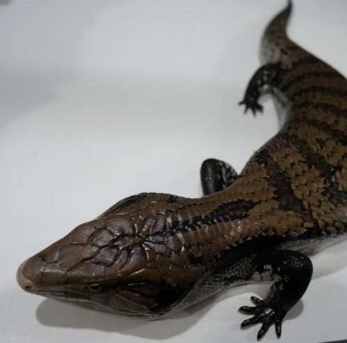 Blauwtongskink (Tiliqua spp.), Dieren en Toebehoren, Reptielen en Amfibieën, Hagedis