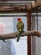 Rosella parkiet split rubino man 2025, Dieren en Toebehoren, Mannelijk, Parkiet, Geringd