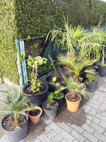 plantes de jardin méditerranéennes 