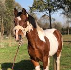 Merrie en ruin samen te koop, Dieren en Toebehoren, Paarden, Merrie