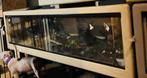 Verschillende herptek terrariums, Dieren en Toebehoren, Reptielen en Amfibieën | Toebehoren, Ophalen, Gebruikt, Terrarium of Paludarium