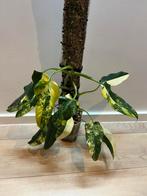 Philodendron Domesticum Aurea Variegata op mospaal, Ophalen of Verzenden