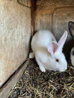 3 jonge konijnen te koop, Dieren en Toebehoren, Konijnen