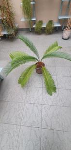 Kamerplant cycaspalm, Ophalen