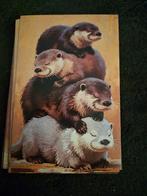 Postkaart otters, Verzamelen, Postkaarten | Dieren, Ophalen of Verzenden