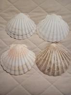 Sint jacobsschelpen, Ophalen