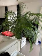 Palm, Huis en Inrichting, Kamerplanten, Palm, 150 tot 200 cm, Halfschaduw, Ophalen