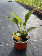 Echinacea ‘Green Twister’, Ophalen, Vaste plant