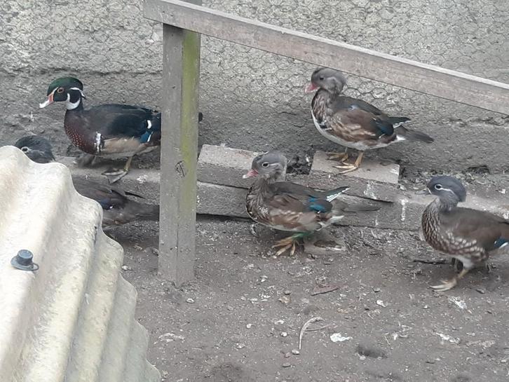 Carolin- en Mandarijneenden, Dieren en Toebehoren, Pluimvee, Eend, Meerdere dieren
