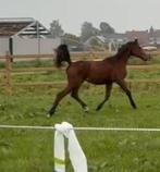 Mooie en goed gefokte jaarling merrie, Dieren en Toebehoren, Merrie, Springpaard, Gechipt, 0 tot 2 jaar