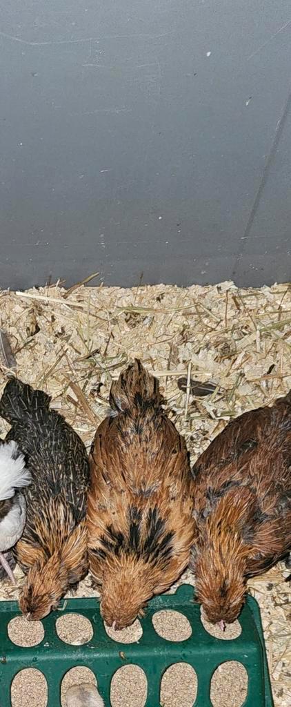 Ukkelse baardkriel haantjes, Dieren en Toebehoren, Pluimvee, Kip, Mannelijk