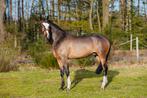 Ter dekking : chique D pony hengst, Dieren en Toebehoren, Pony's, Hengst, L, 3 tot 6 jaar, D pony (1.37m tot 1.48m)