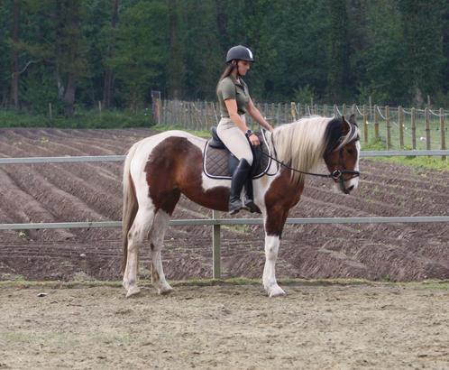 Talentvolle 4-jarige merrie, Dieren en Toebehoren, Paarden, Merrie, Minder dan 160 cm, 3 tot 6 jaar