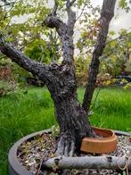 Pré bonsai witte meidoorn, Tuin en Terras, Ophalen