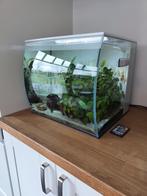 Heel mooi Aquarium 57 l Fluval Flex, Dieren en Toebehoren, Ophalen, Gebruikt, Gevuld zoetwateraquarium