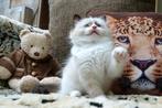 .	Knuffelige Ragdoll kater met stamboom & topkarakter, Kater, Gechipt, 0 tot 2 jaar