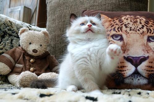 .	Knuffelige Ragdoll kater met stamboom & topkarakter, Dieren en Toebehoren, Katten en Kittens | Raskatten | Langhaar, Kater, 0 tot 2 jaar