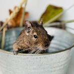 Degoes ter Adoptie, Dieren en Toebehoren, Knaagdieren