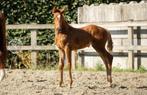 Dressuurmerrieveulen Vatiki (Viva Romance x Floriscount x We, Merrie, Dressuurpaard, 0 tot 2 jaar, 170 tot 175 cm